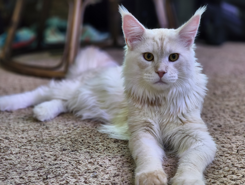 The Physical Characteristics of a Maine Coon