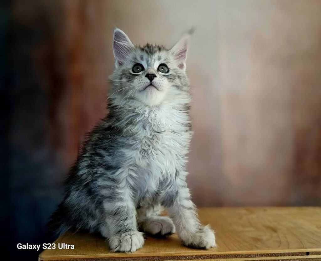 Why Maine Coons are the Gentle Giants of the Cat World