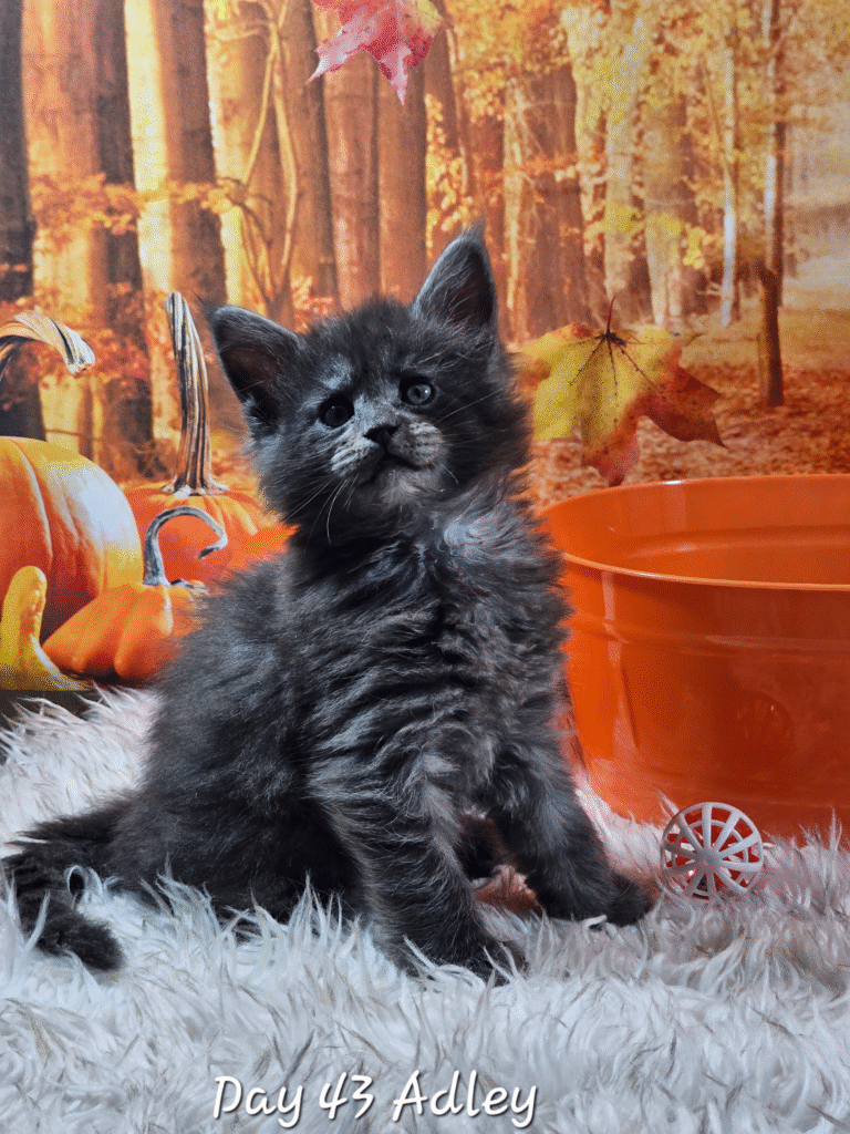 Albie, Kitten Maiane Coon Albie, Kitten Maiane Coon | Berry Furry