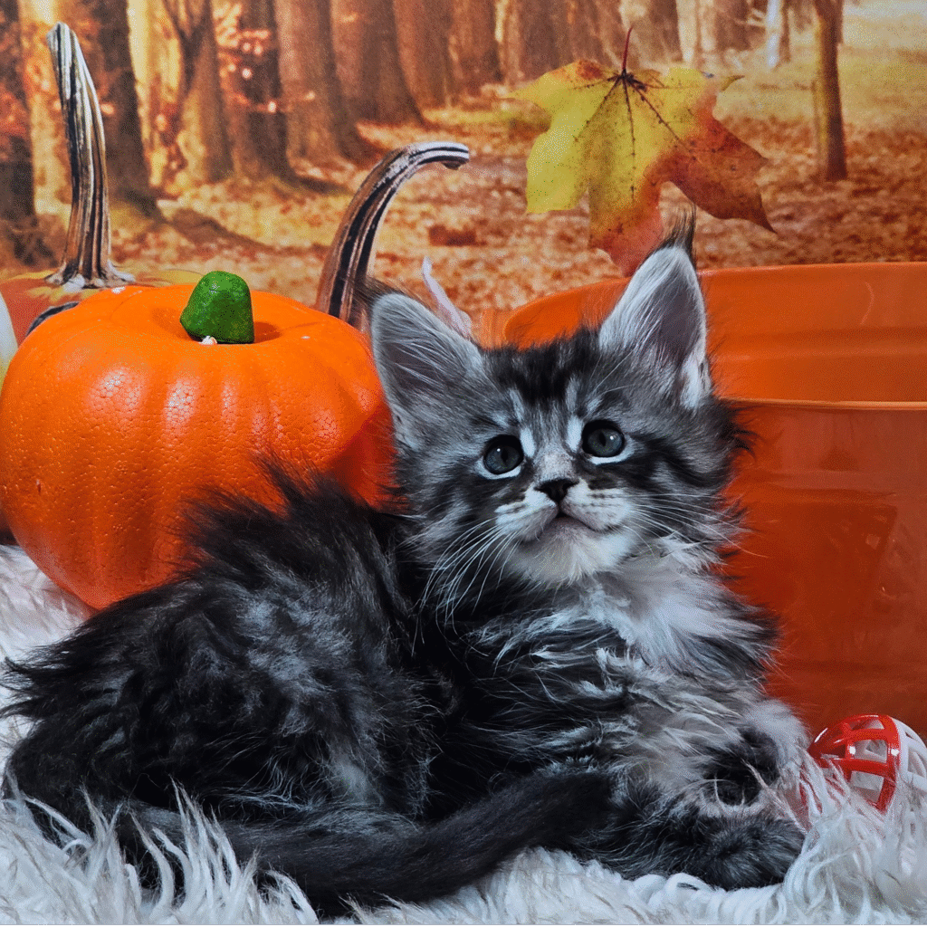 Archer, Kitten Maine Coon| Berry Furry