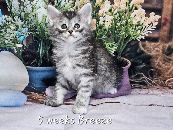 Breeze