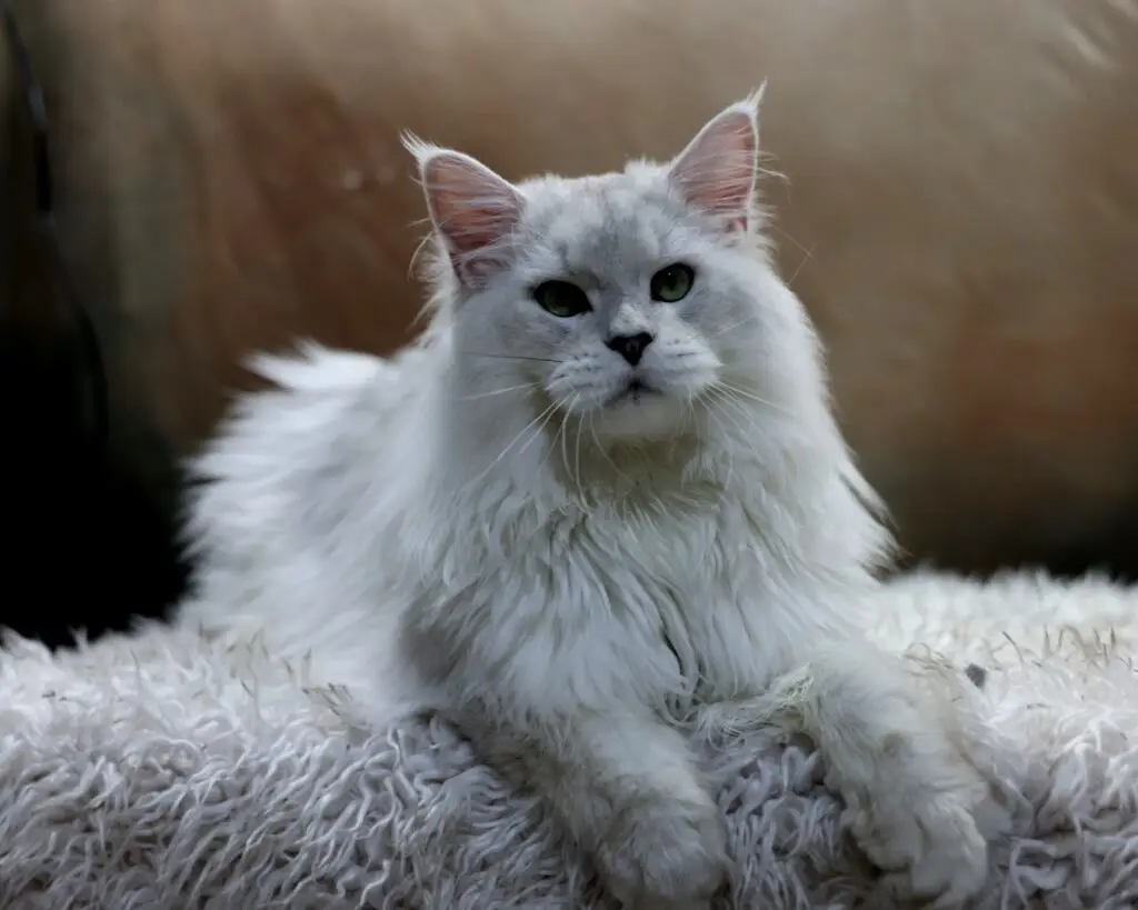 SnowPea, blue silver shaded Maine Coon