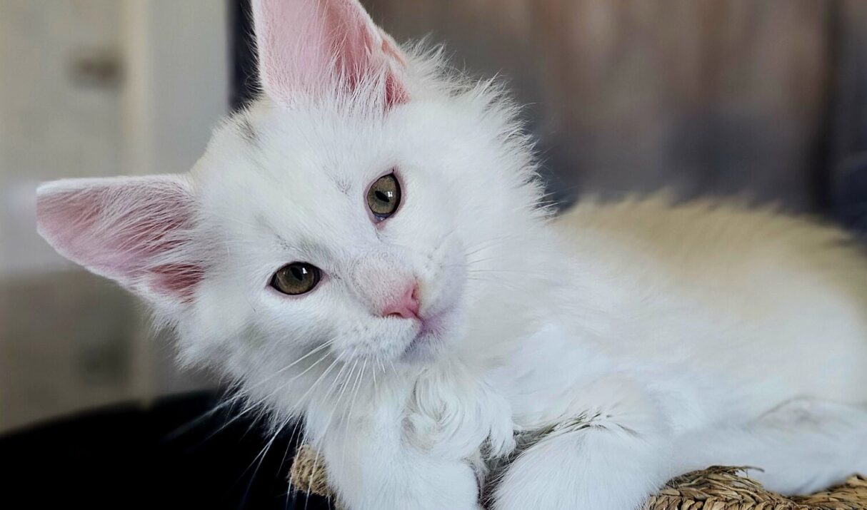 The Maine Coon: A Breed Shaped by Myth and History