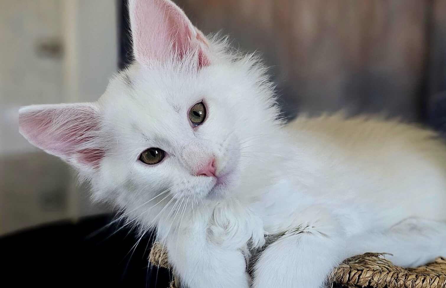 A maine coon named Yellow
