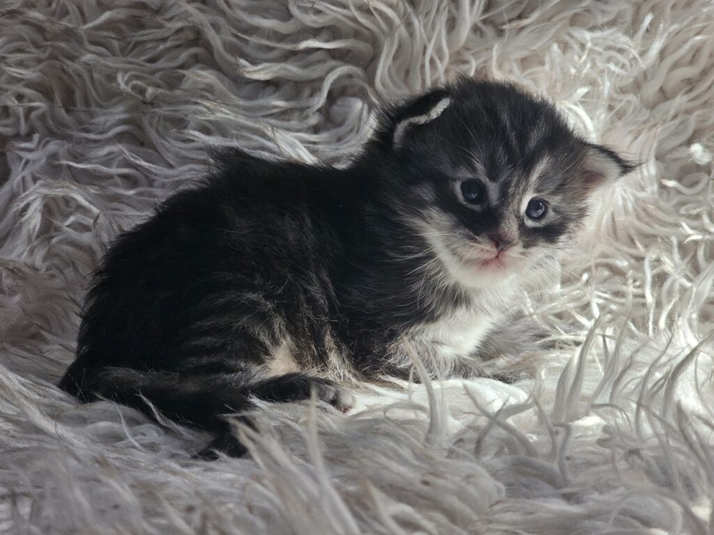Artair, black silver mackerel tabby Maine Coon