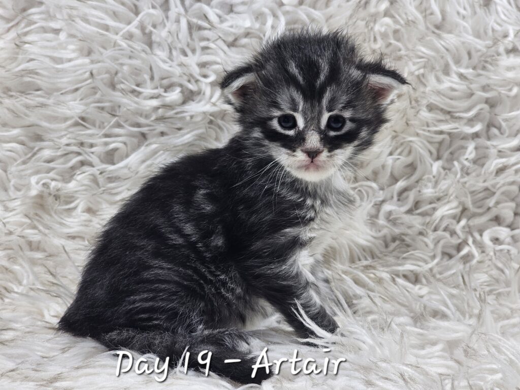 Artair, black silver mackerel tabby Maine Coon
