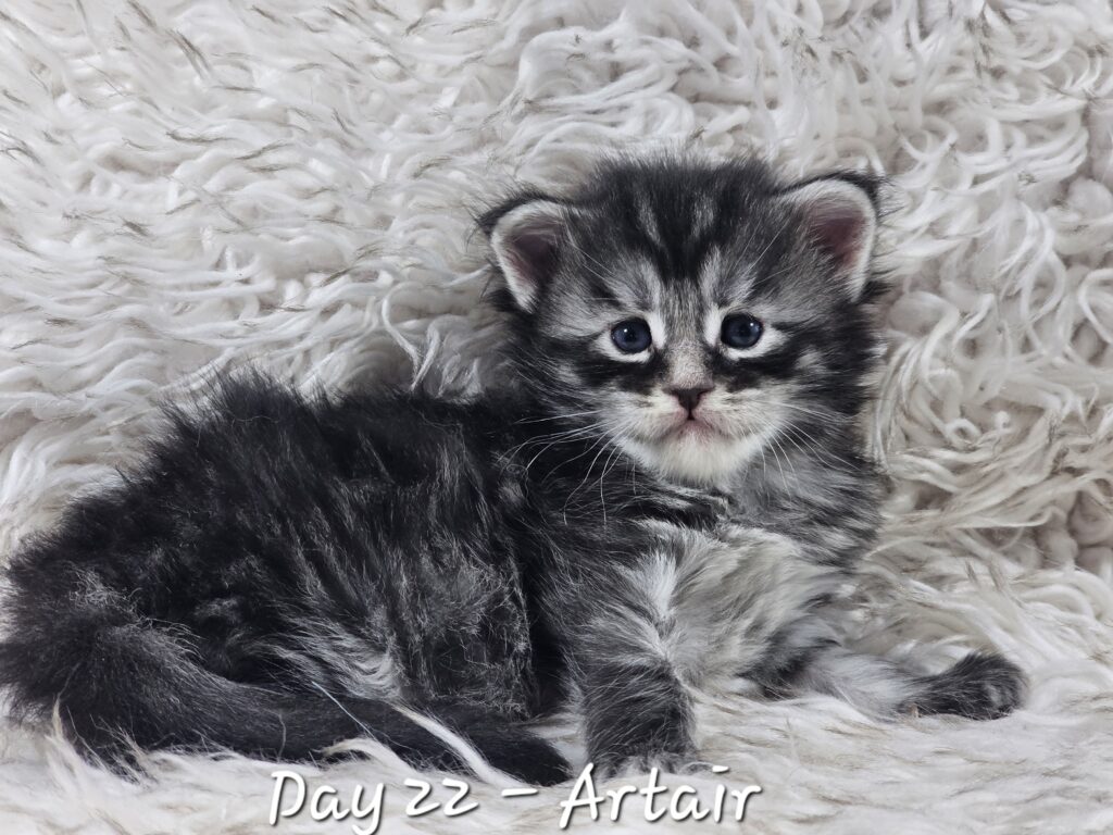 Artair, black silver mackerel tabby Maine Coon