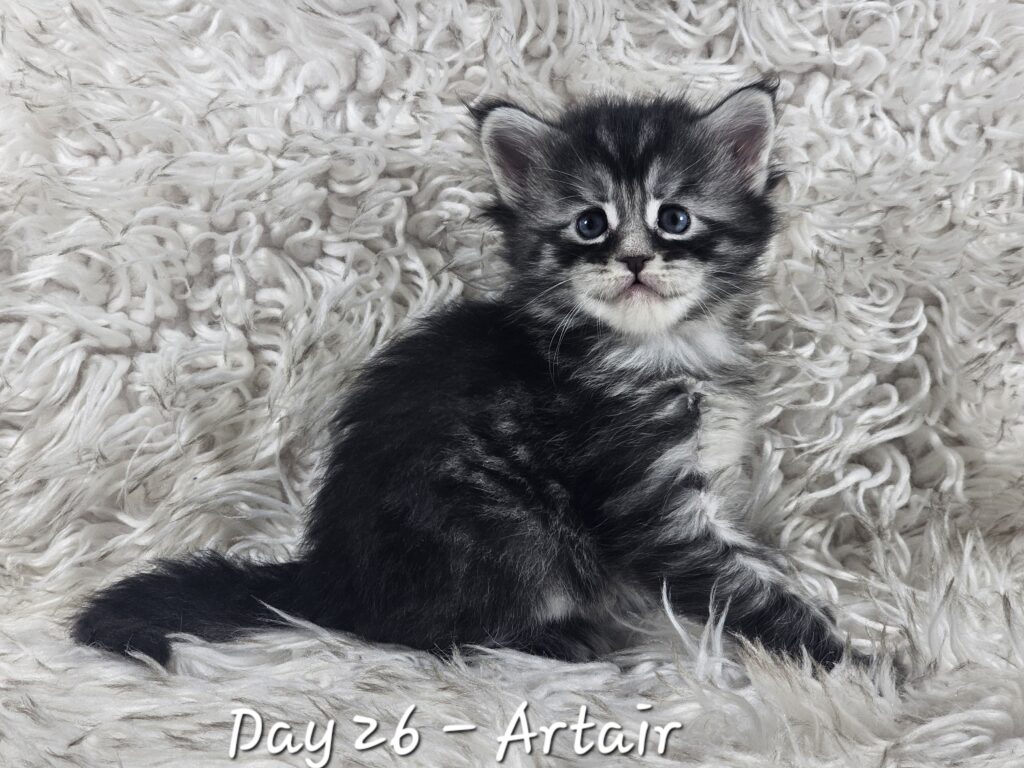 Artair, black silver mackerel tabby Maine Coon