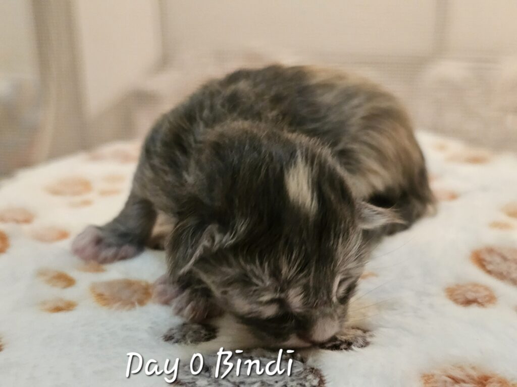 Bindi, blue smoke tortie Maine Coon
