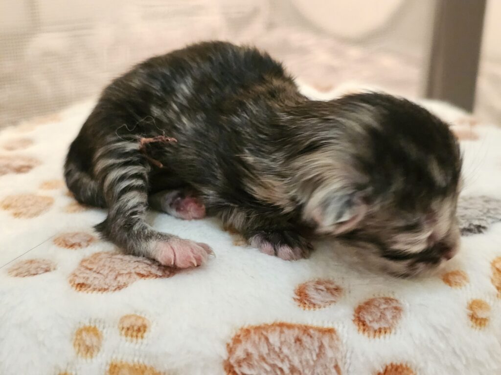 Breeze, black silver tortie mackerel tabby Maine Coon