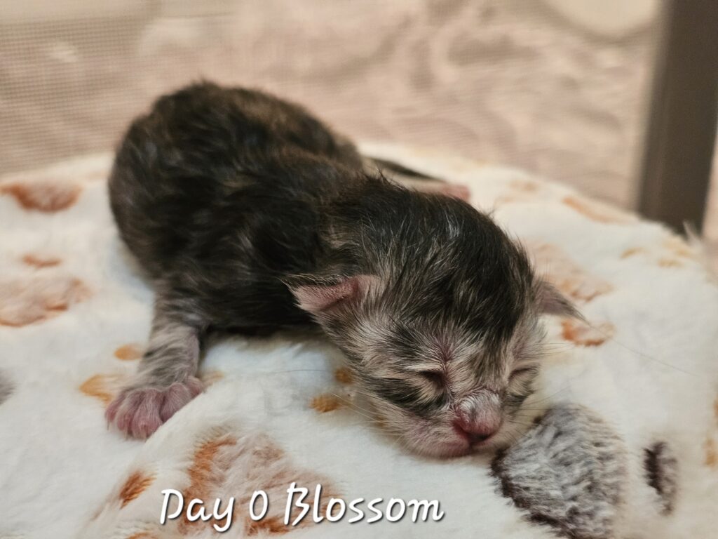 Blossom, black silver tortie classic tabby Maine Coon