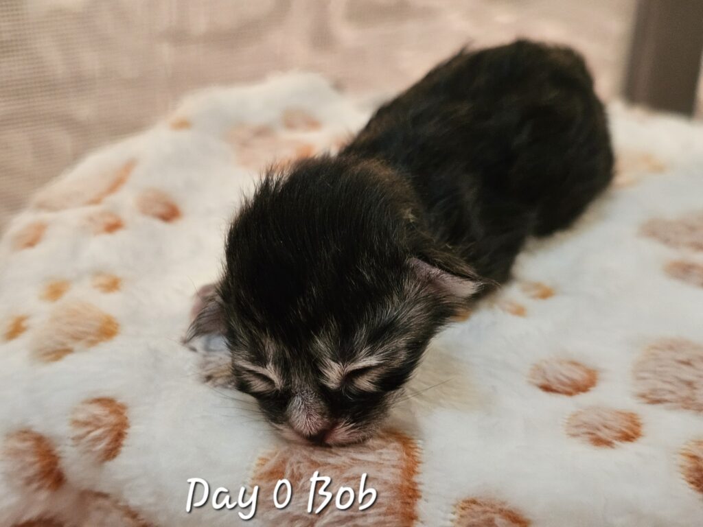 Bobbe, black silver mackerel tabby Maine Coon