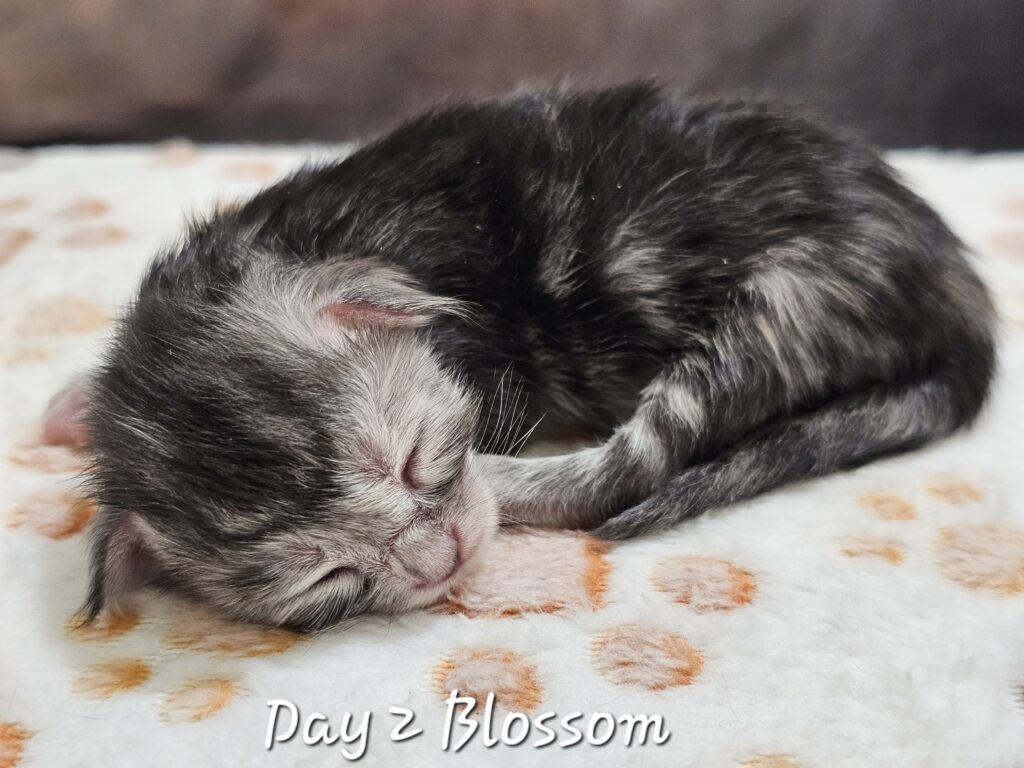Blossom, black silver tortie classic tabby Maine Coon