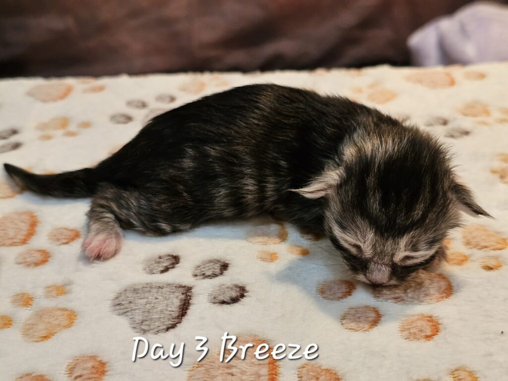 Breeze, black silver tortie mackerel tabby Maine Coon