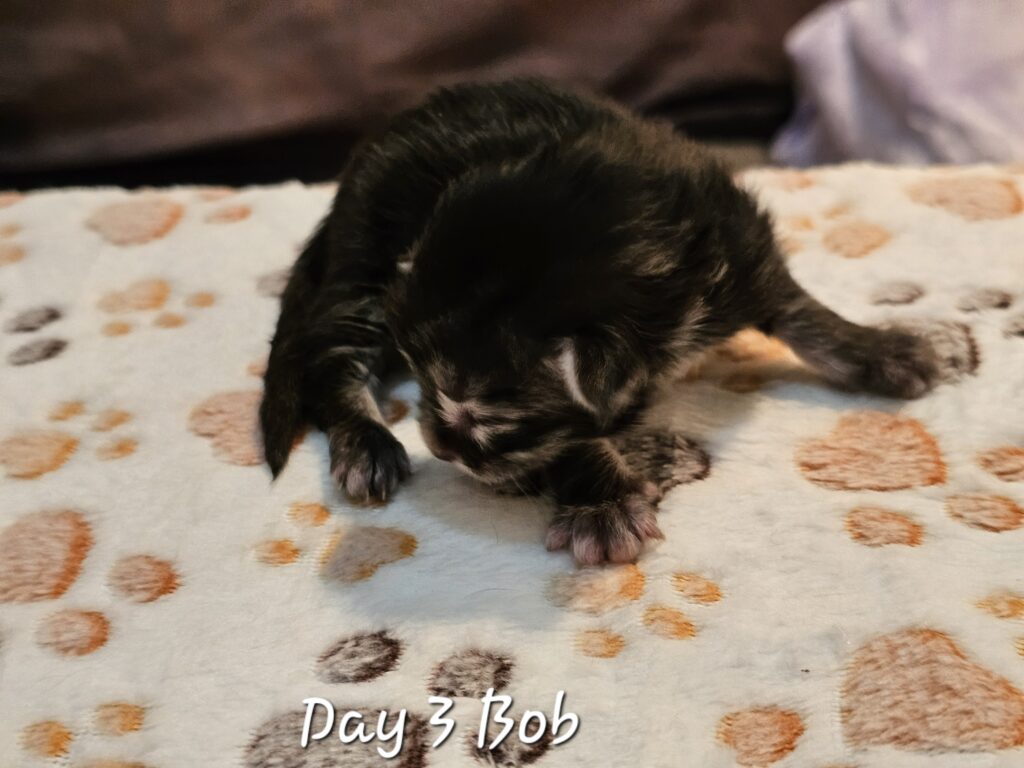 Bobbe, black silver mackerel tabby Maine Coon