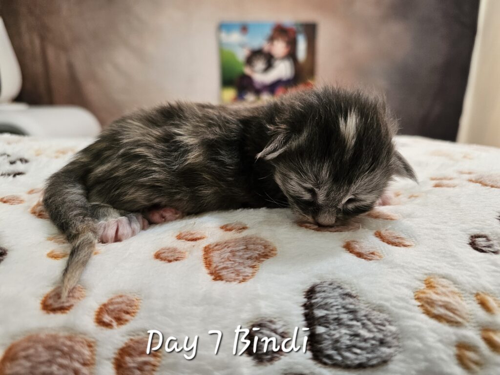 Bindi, blue smoke tortie Maine Coon