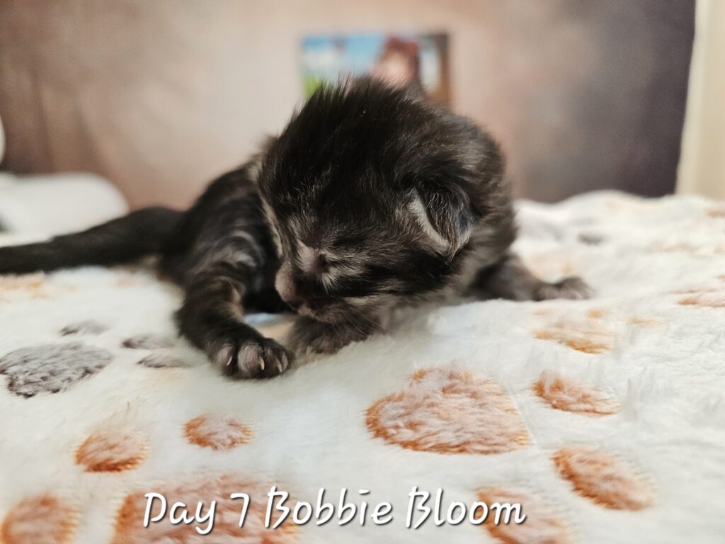 Bobbe, black silver mackerel tabby Maine Coon
