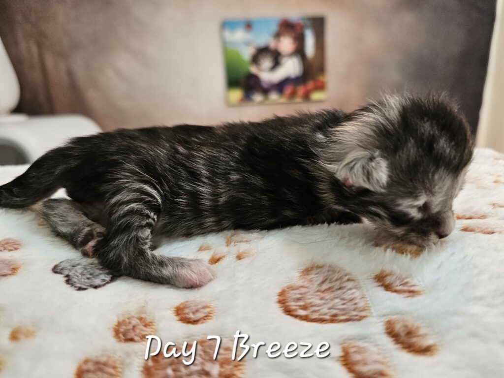 Breeze, black silver tortie mackerel tabby Maine Coon