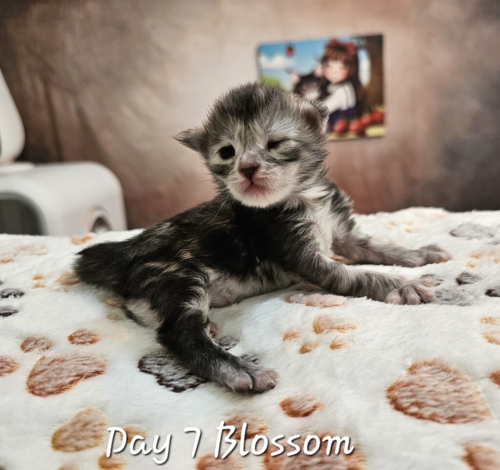 Blossom, black silver tortie classic tabby Maine Coon
