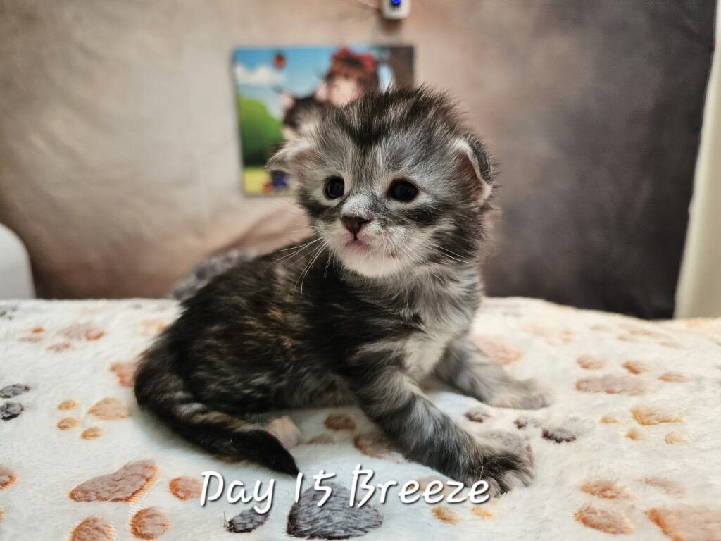 Breeze, black silver tortie mackerel tabby Maine Coon