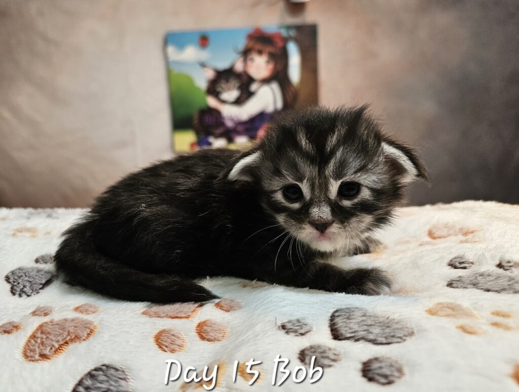 Bobbe, black silver mackerel tabby Maine Coon