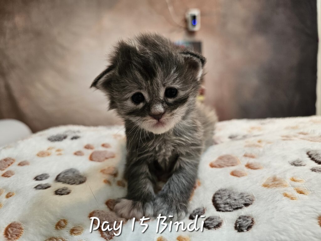 Bindi, blue smoke tortie Maine Coon