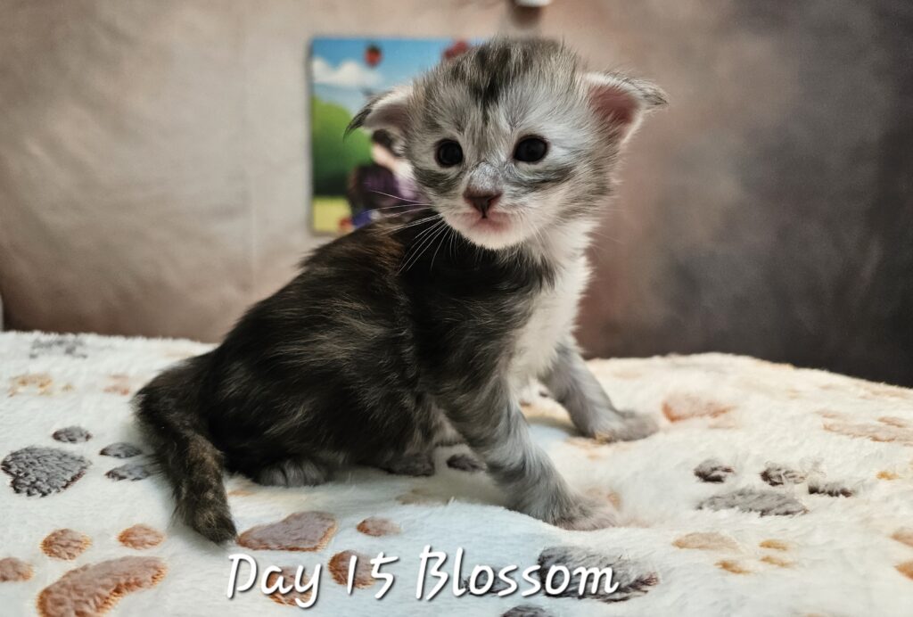 Blossom, black silver tortie classic tabby Maine Coon