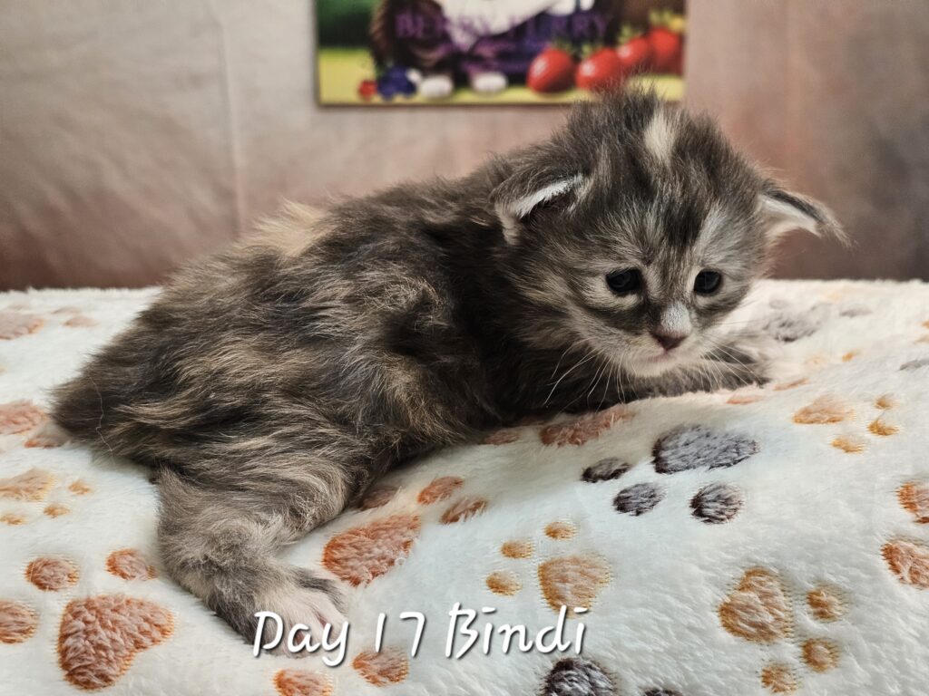 Bindi, blue smoke tortie Maine Coon