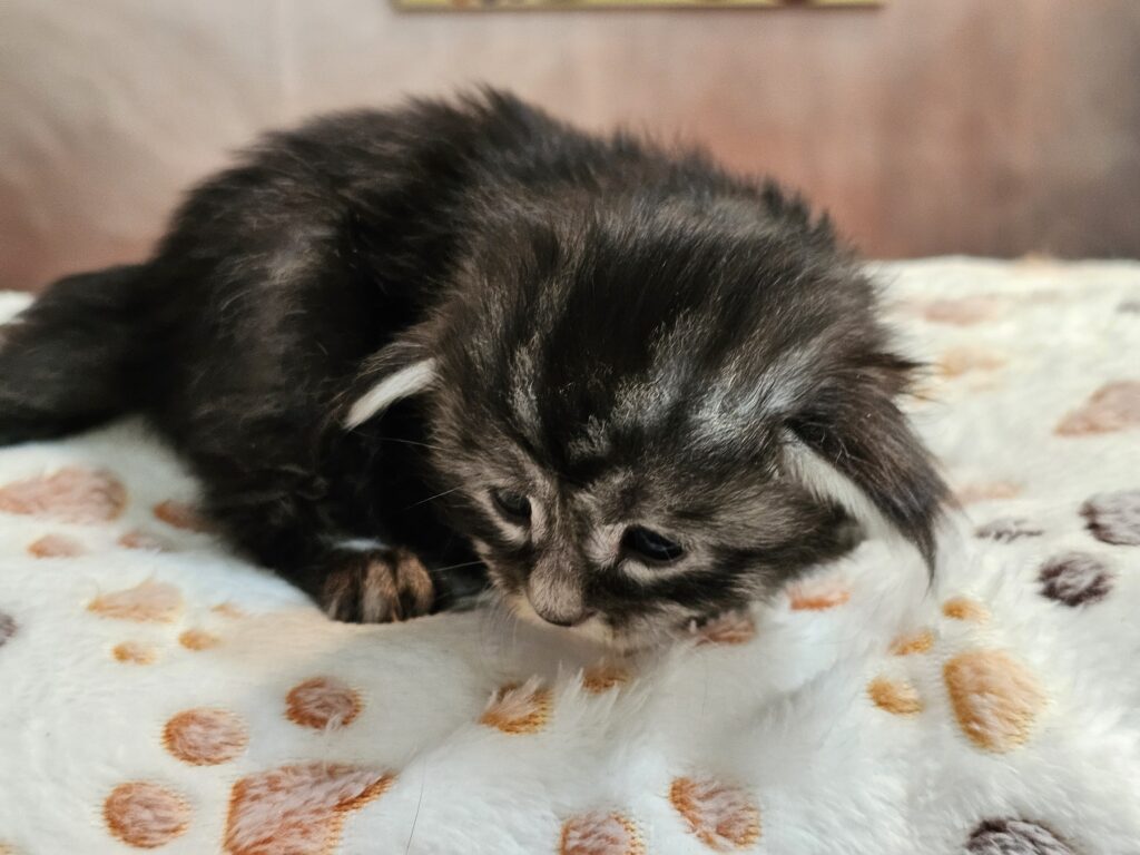 Bobbe, black silver mackerel tabby Maine Coon