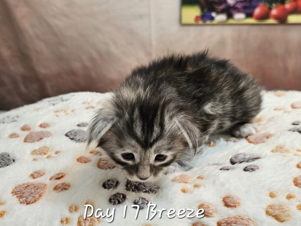 Breeze, black silver tortie mackerel tabby Maine Coon