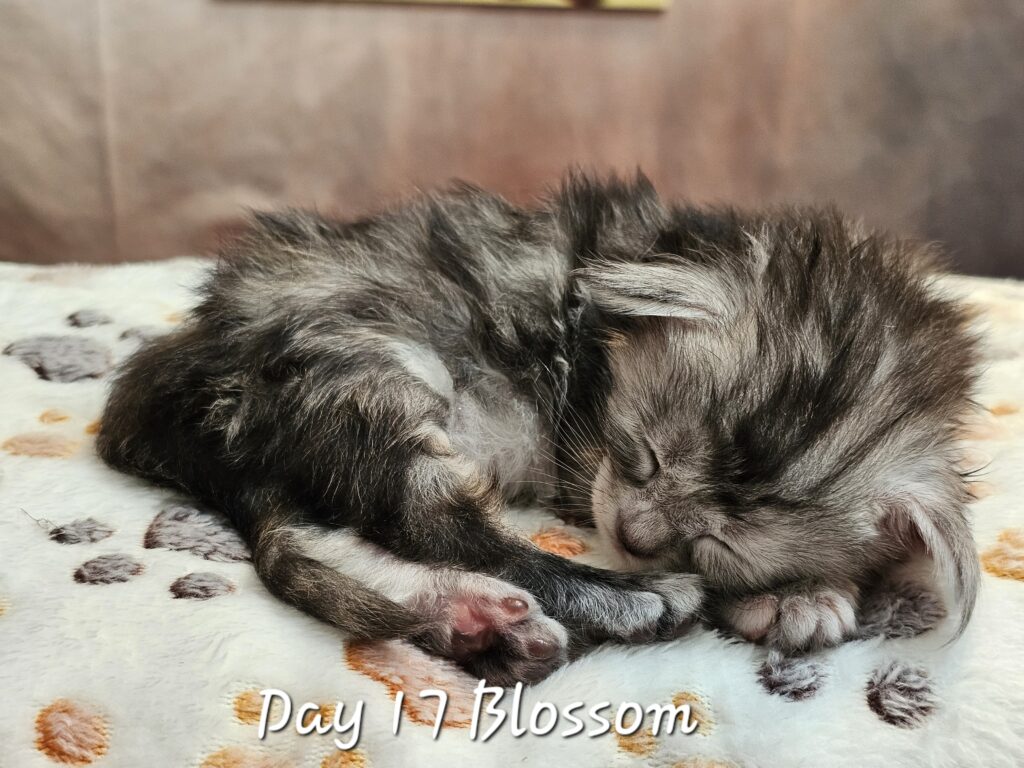 Blossom, black silver tortie classic tabby Maine Coon