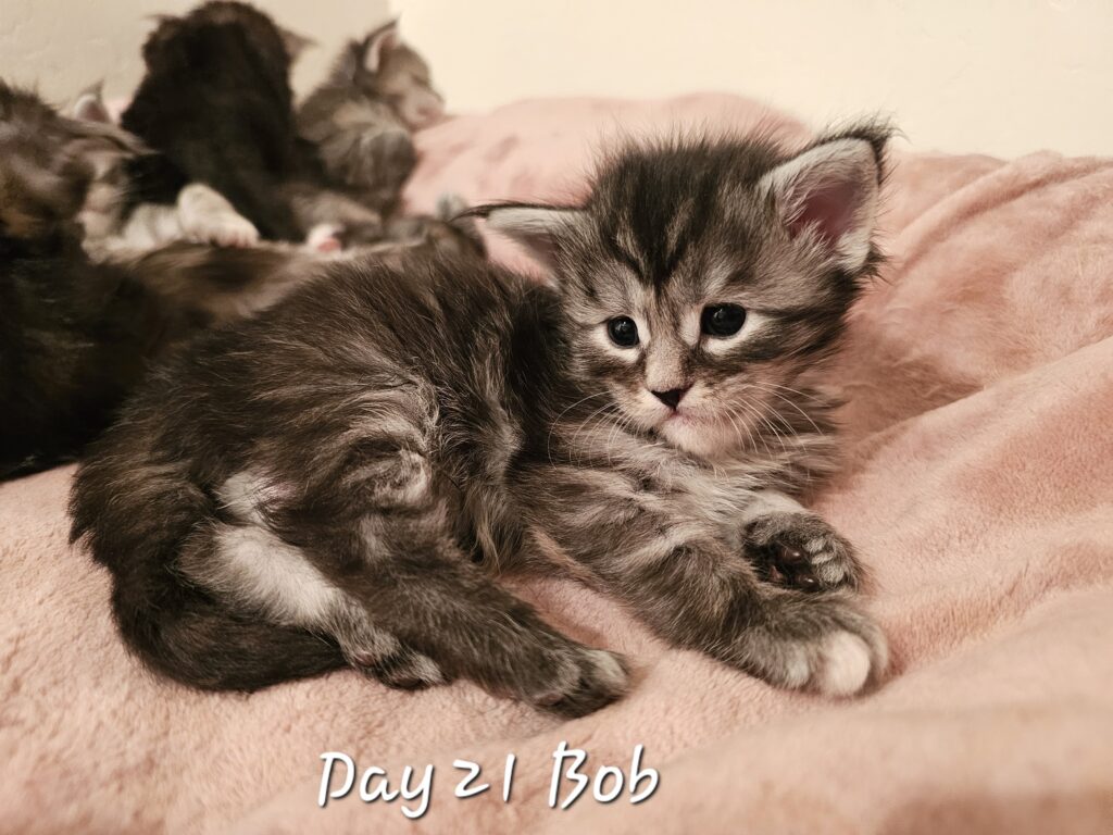 Bobbe, black silver mackerel tabby Maine Coon