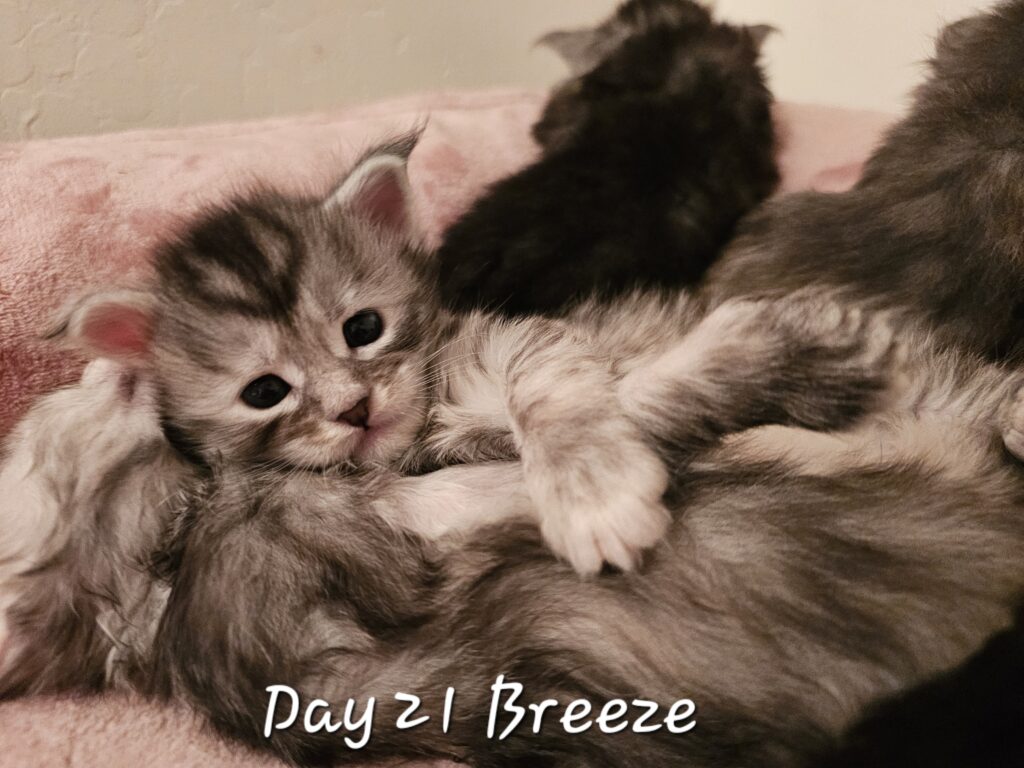 Breeze, black silver tortie mackerel tabby Maine Coon
