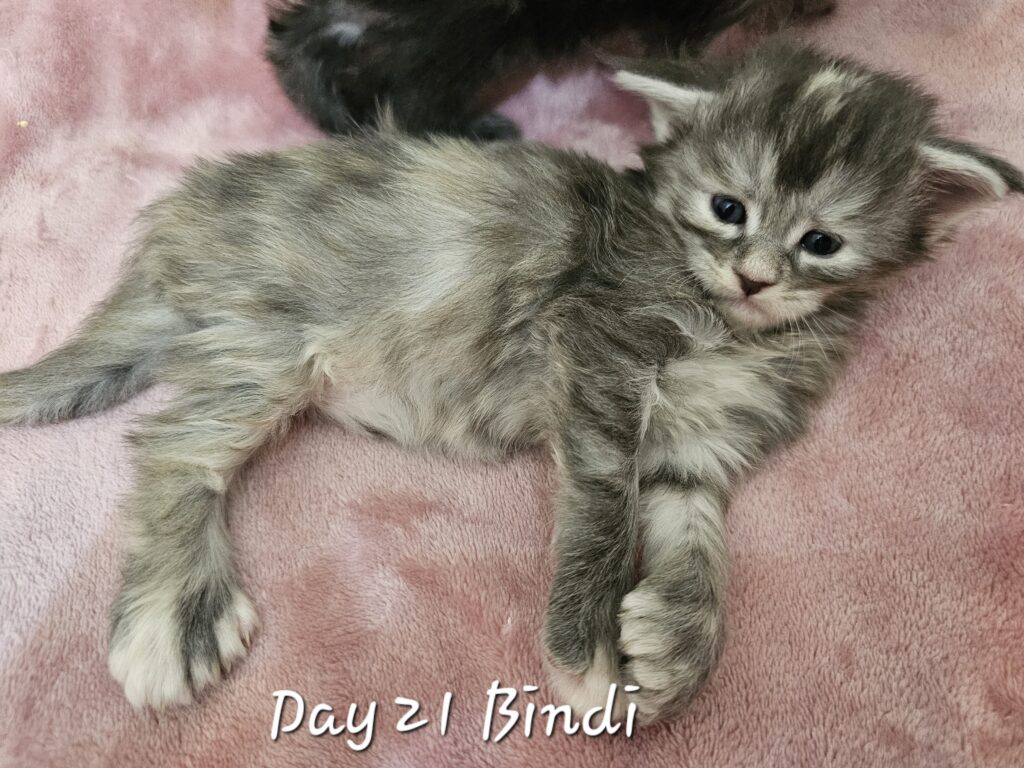 Bindi, blue smoke tortie Maine Coon