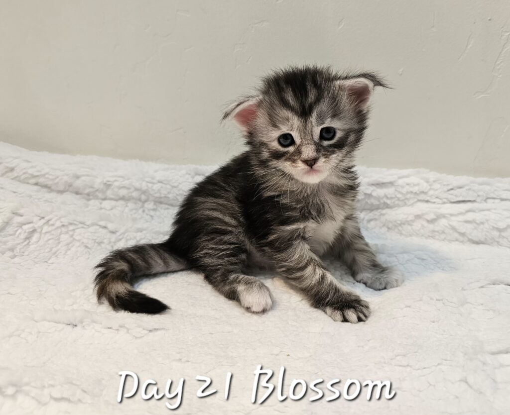 Blossom, black silver tortie classic tabby Maine Coon