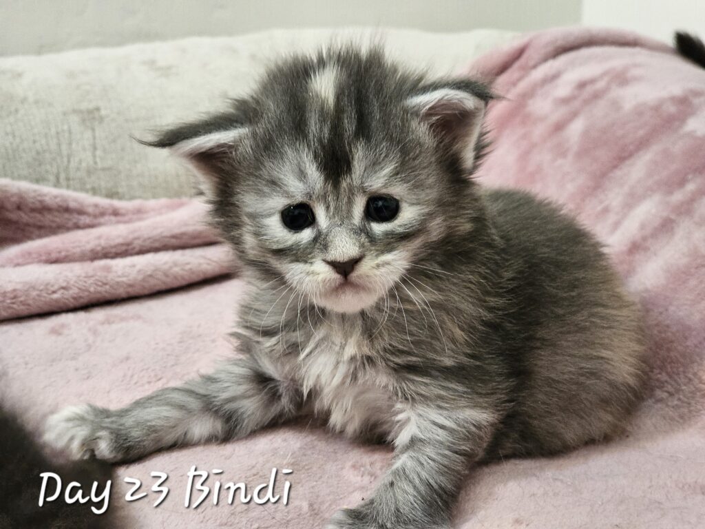 Bindi, blue smoke tortie Maine Coon