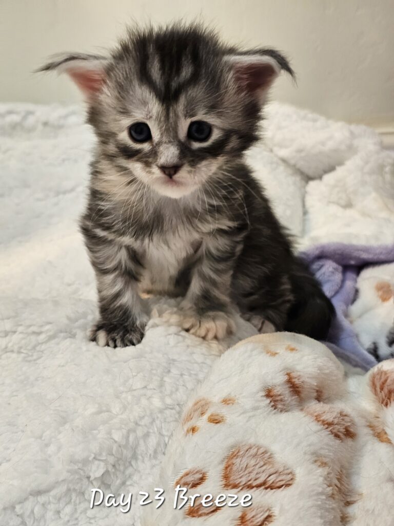 Breeze, black silver tortie mackerel tabby Maine Coon