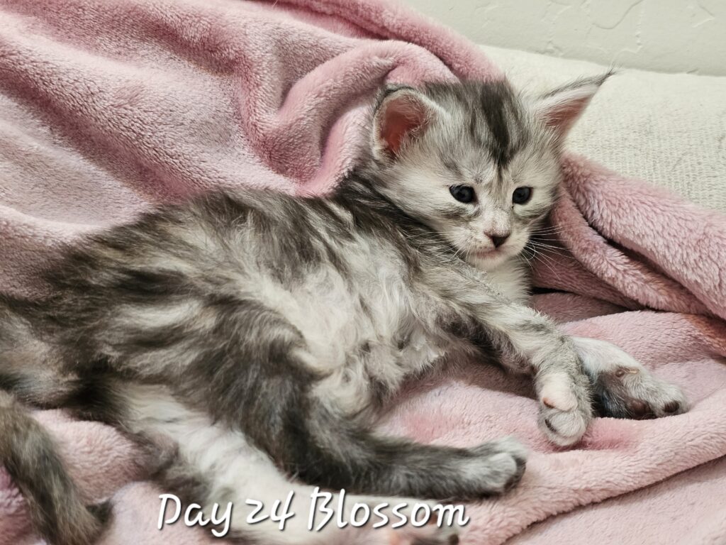 A maine coon named Blossom