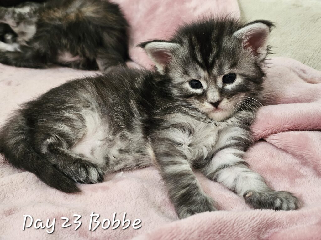 Bobbe, black silver mackerel tabby Maine Coon