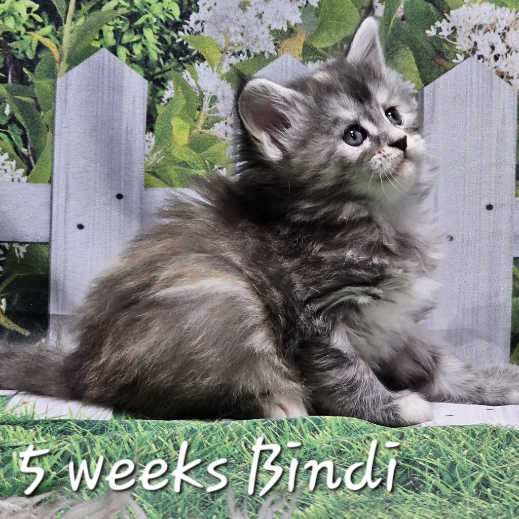 Bindi, blue smoke tortie Maine Coon