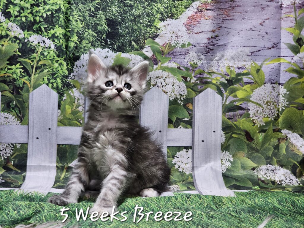 Breeze, black silver tortie mackerel tabby Maine Coon
