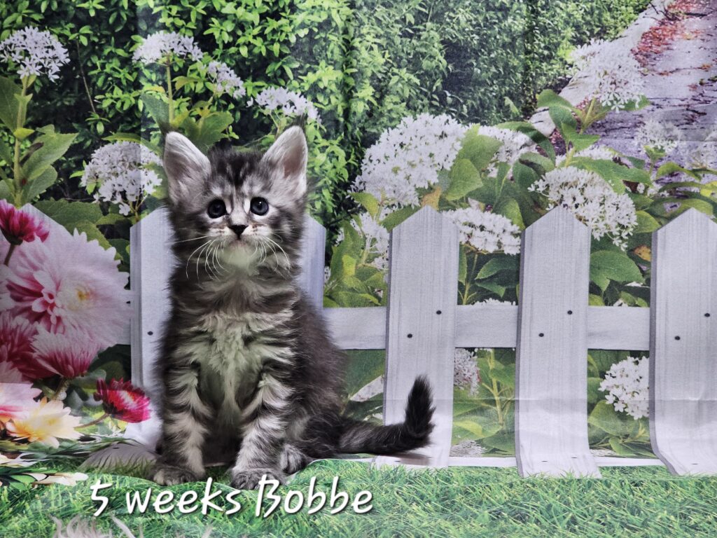 Bobbe, black silver mackerel tabby Maine Coon