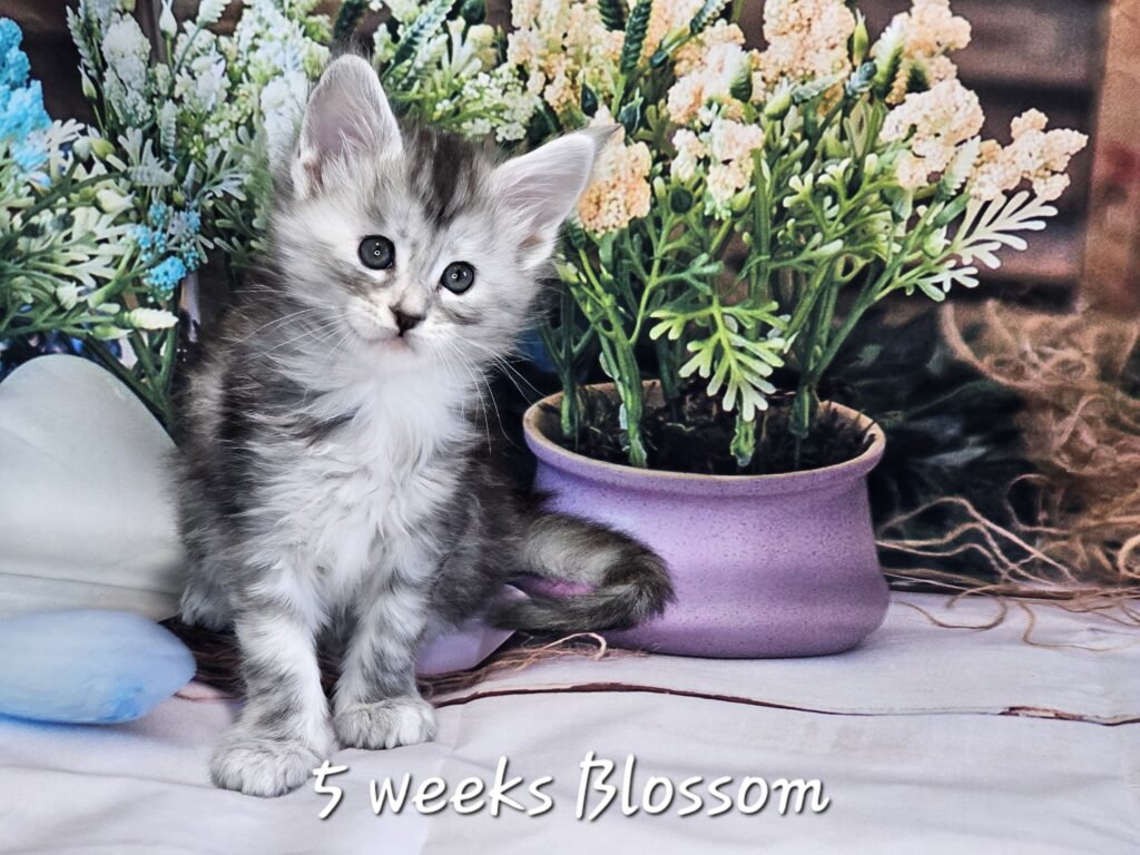 A maine coon named Blossom