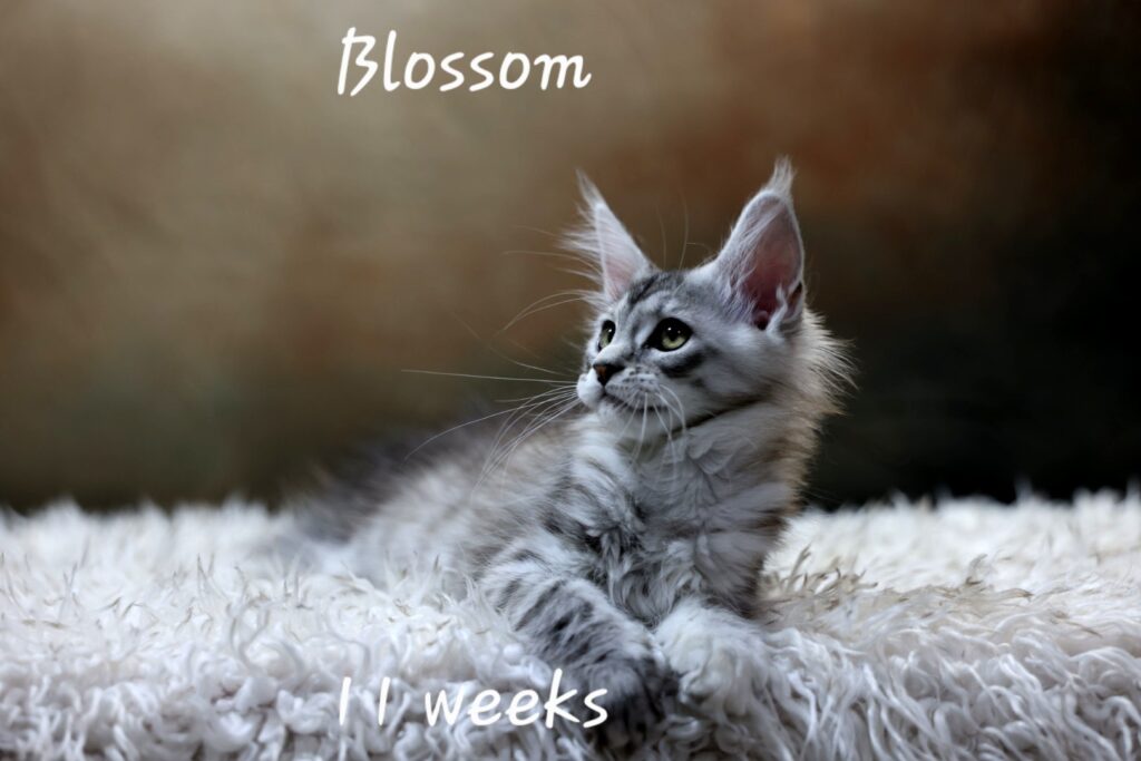 A maine coon named Blossom