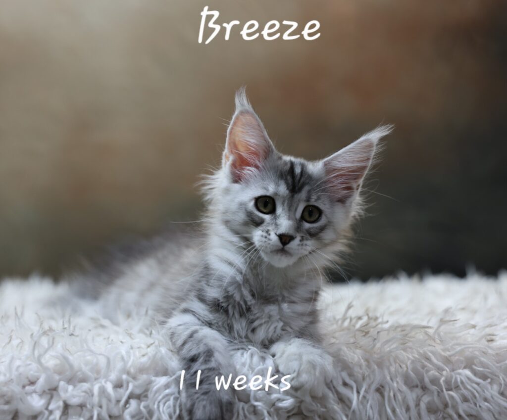 Breeze, black silver tortie mackerel tabby Maine Coon