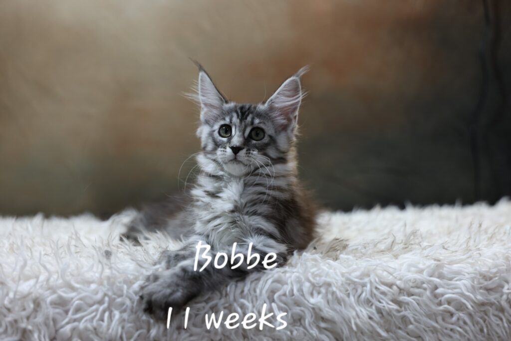 Bobbe, black silver mackerel tabby Maine Coon