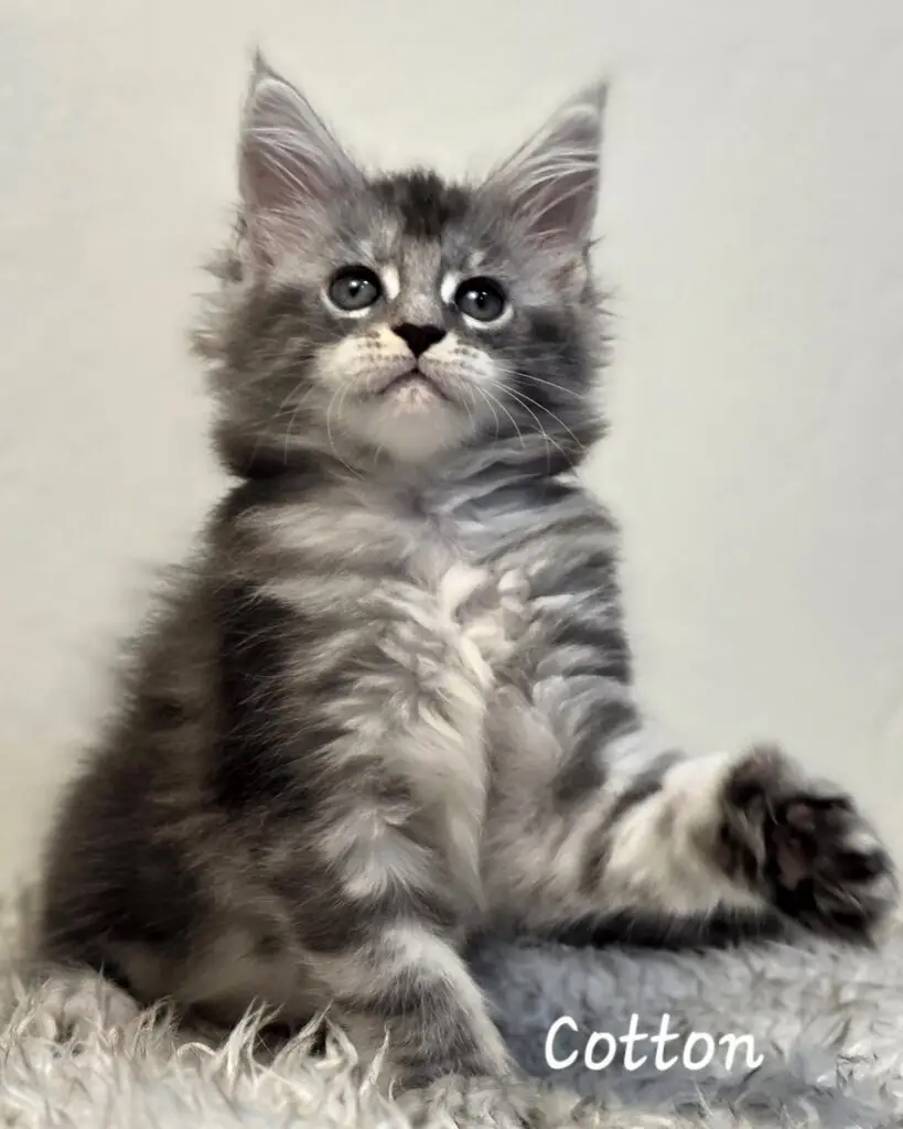 Maine Coon Kitten