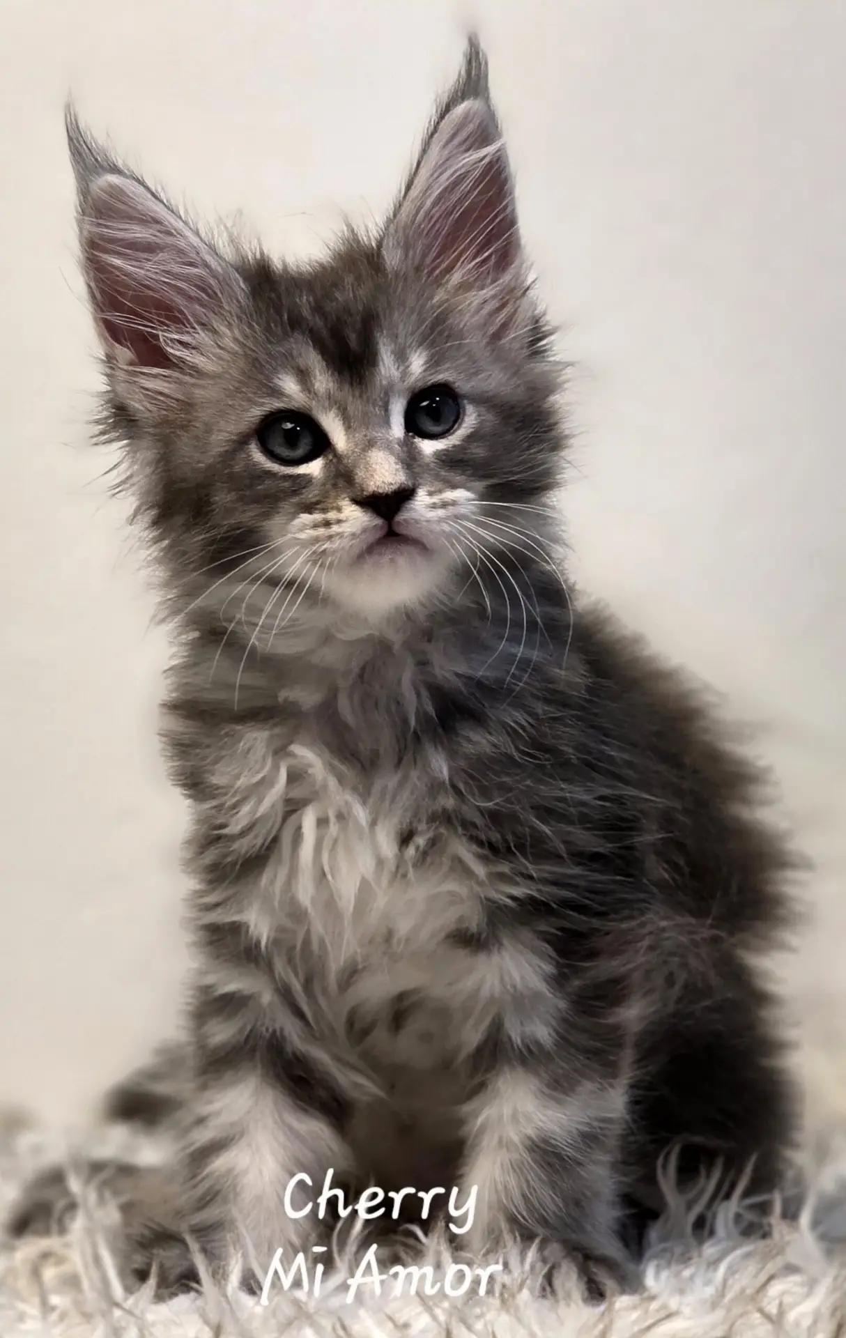 Maine Coon Kitten